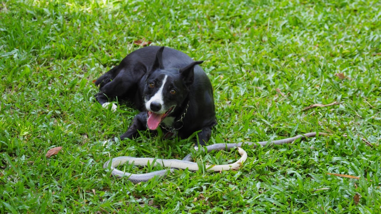 The small black dog fighting with snake until snake death