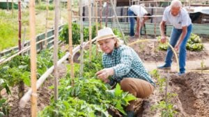 Mature woman gardener working with tomatoes bushes near trellis, family in garden outdoor