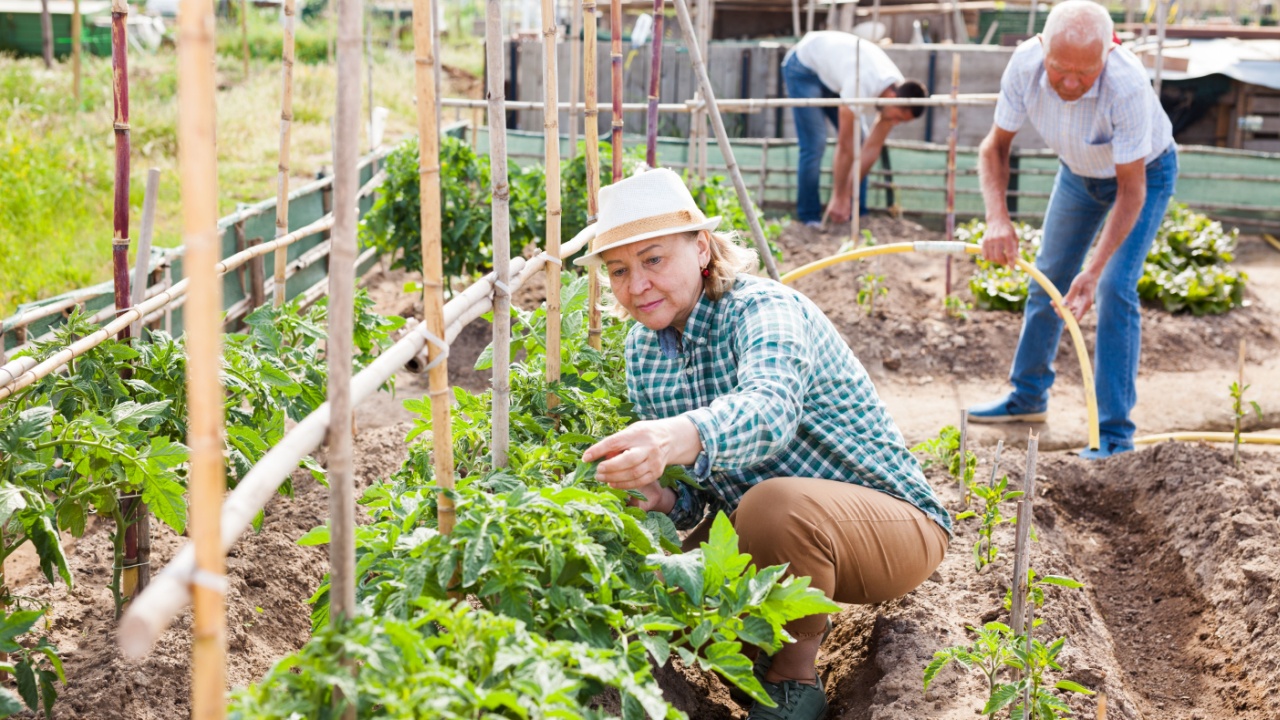 Mature woman gardener working with tomatoes bushes near trellis, family in garden outdoor