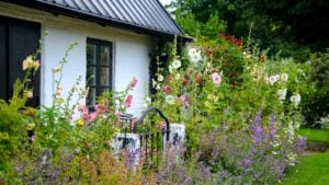 Beautiful natural garden with multicolored blooming flowers in front of a typical traditional old scandinavian rustic house in Skane, Sweden.