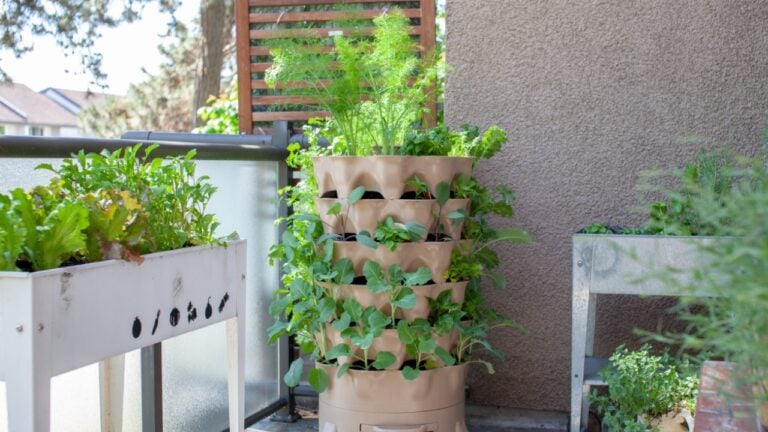 A tall vertical garden sits on an apartment balcony (patio) with fresh salad greens, herbs and vegetables. Ideal small space and urban gardening solution