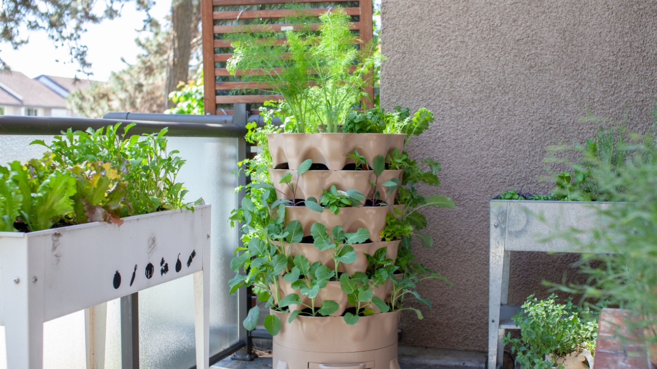 A tall vertical garden sits on an apartment balcony (patio) with fresh salad greens, herbs and vegetables. Ideal small space and urban gardening solution