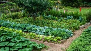 Growing food in domestic vegetable garden