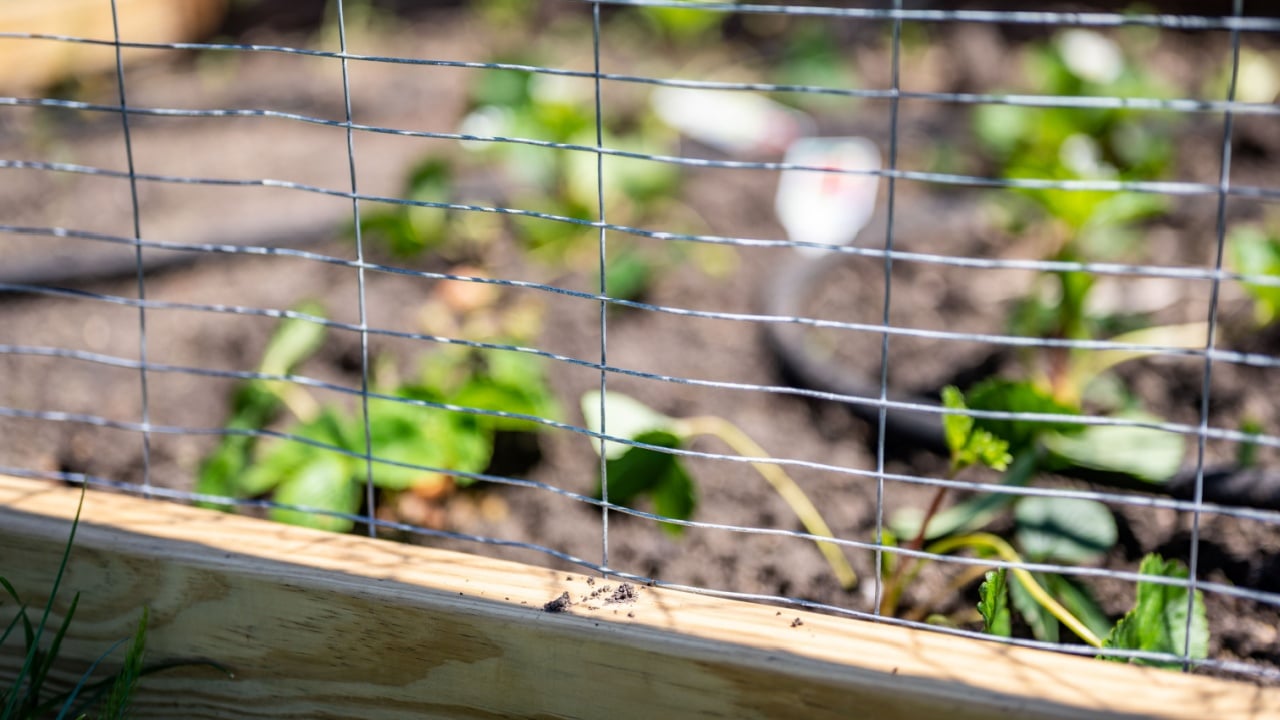 focus on wire fencing to keep out rabbits. Strawberries planted in rows behind the fence with an irrigation soaker hose snaking between plants