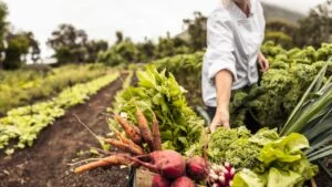 Anonymous chef harvesting fresh vegetables in an agricultural field. Self-sustainable female chef arranging a variety of freshly picked produce into a crate on an organic farm.
