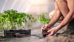 Man planting a tomato seedling in the garden.Tomato growing in greenhouse.
