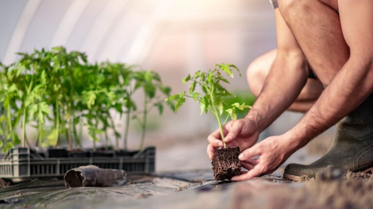 Man planting a tomato seedling in the garden.Tomato growing in greenhouse.