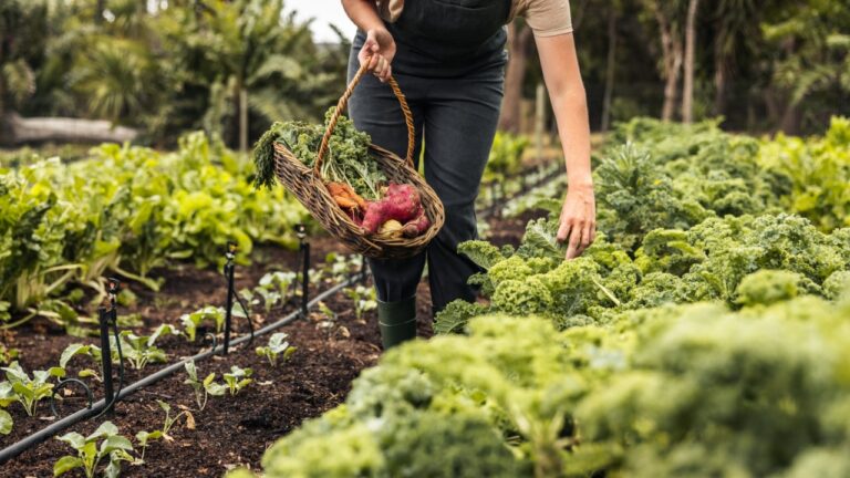 Woman picking fresh kale in a vegetable garden. Young female gardener gathering fresh vegetables into a basket on an agricultural field. Self-sustainable woman harvesting fresh produce on her farm.