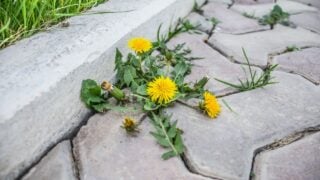 yellow flowers plant dandelion weed grows between paving slabs