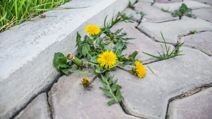 5 Weeds You Should Never Let Survive June, or They’ll Destroy Your Garden by Fall