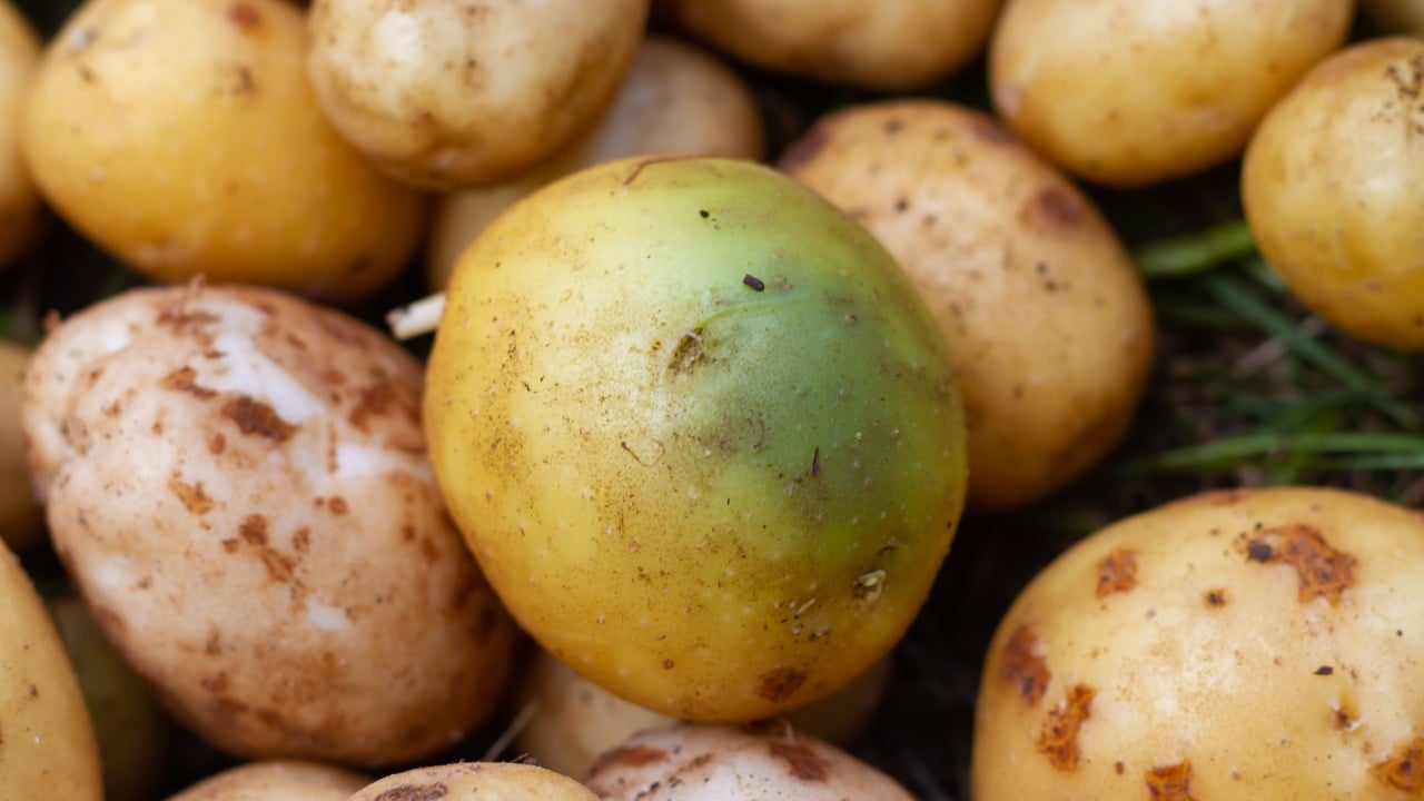Potatoes turned green from the light and sun, harmful potatoes with solanin poison