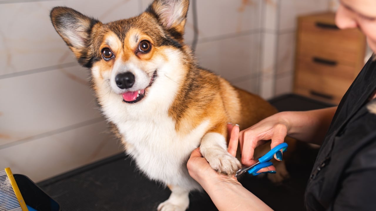 Welsh corgi Pembroke dog having nails clipped