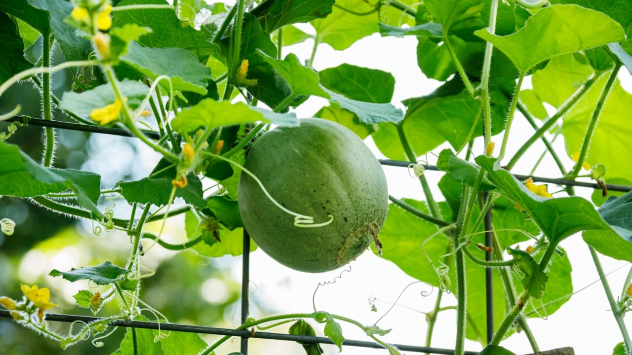 Fresh melon growing vertically on a vine using a metal cattle panel trellis in a home organic urban garden