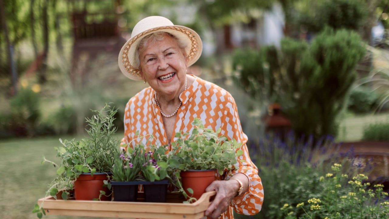 Senior woman harvesting herbs in her garden during summer evening, holding tray with herbs and smiling.