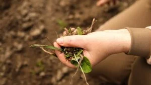 Close up of a female hand removing a weed. Young woman hands removing and hand-pulling. Spring garden lawn care and weed control background.