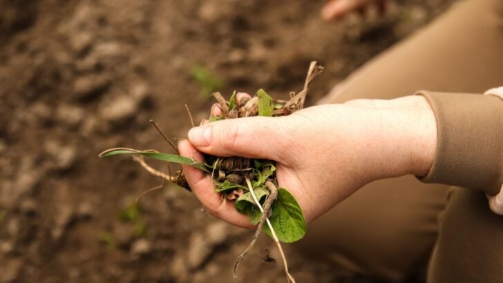 Stop The Weeds Before They Win: 12 Chemical-Free Methods That Actually Work