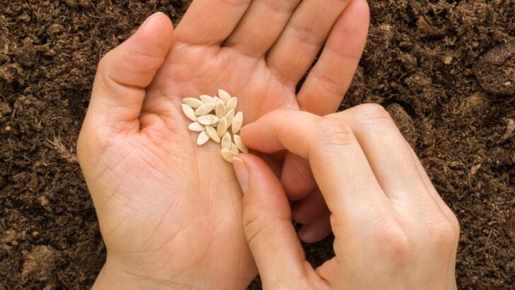 Direct Sow These 9 Seeds in June Before the Window Closes for Good