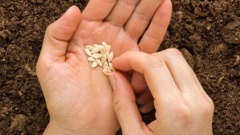 Young adult woman fingers taking cucumber seeds from palm for planting in fresh dark soil. Closeup. Preparation for garden season. Point of view shot.