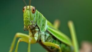 Green Grasshopper macro, maximum depth of field