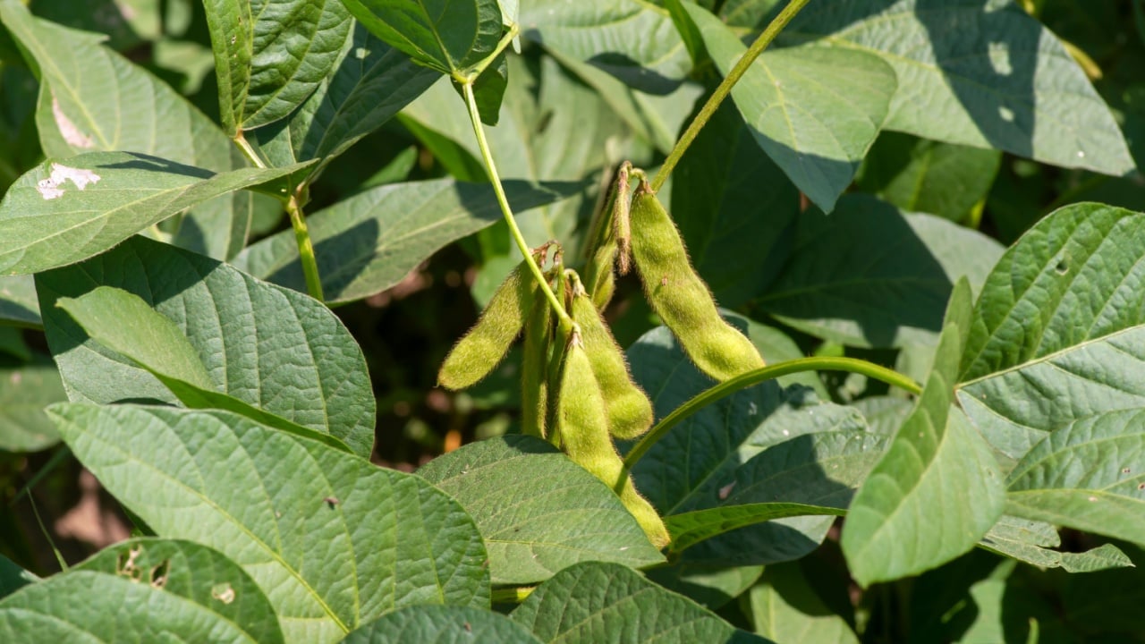 Close up of stem beans, Edamame beans, Soybean pods (Glycine max L. Merrill), on the farmer field in Yogyakarta, Indonesia.