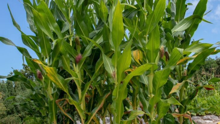5 Plants You Should Never Grow Next to Corn