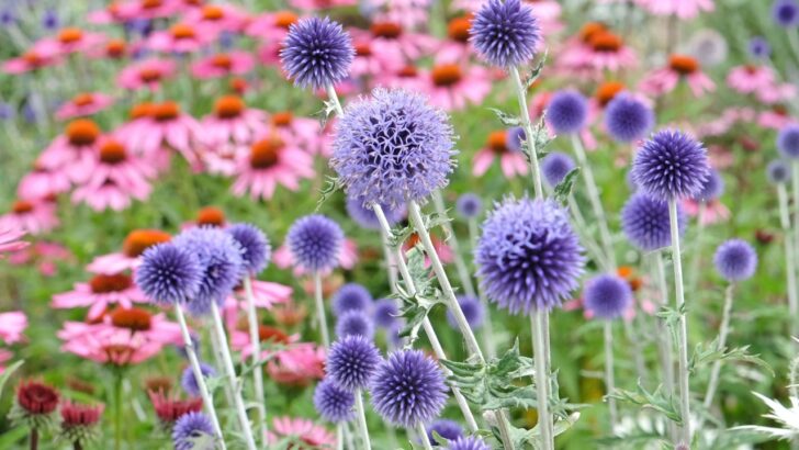 12 Perennials Experienced Gardeners Quietly Swear By (And You’ve Probably Never Grown)