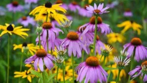 Echinacea flowers (Echinacea purpurea) and Rudbeckia in the garden