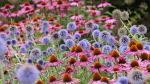 Closeup of the herbaceous perennial plants in a mixed garden border of the blue flowering echinops bannaticus blue globe and the purple flowering echinacea purpurea.