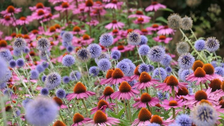 12 “Set It and Forget It” Perennials That Thrive on Neglect
