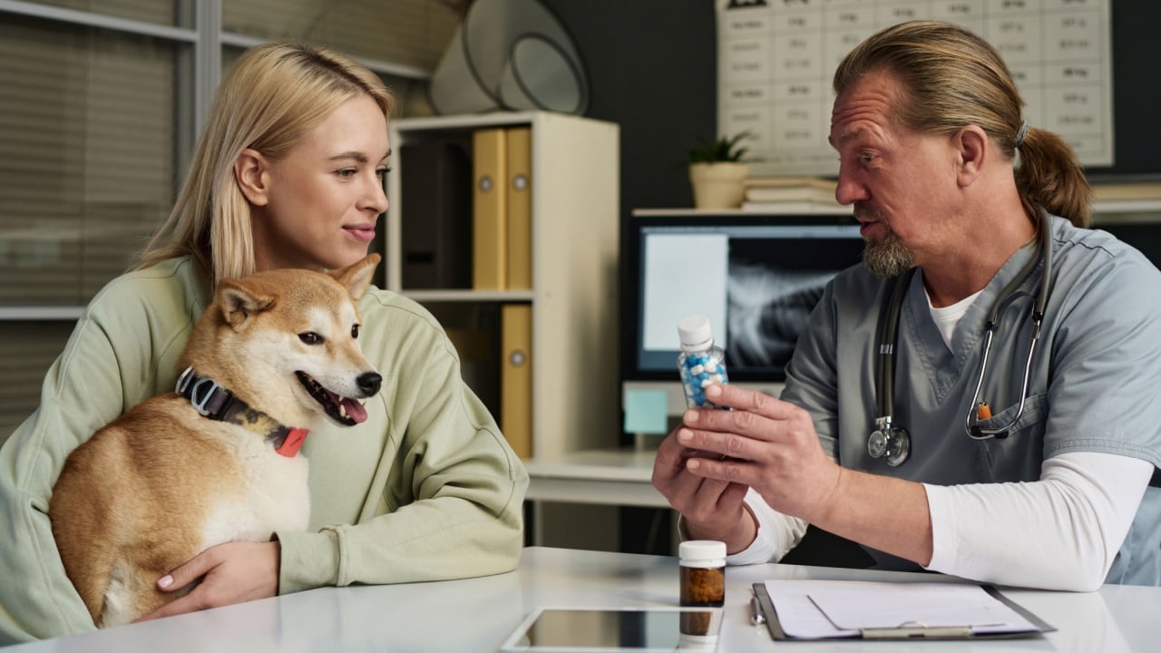 Vet doctor talking about prescribed medicine to dog owner during appointment in veterinary clinic