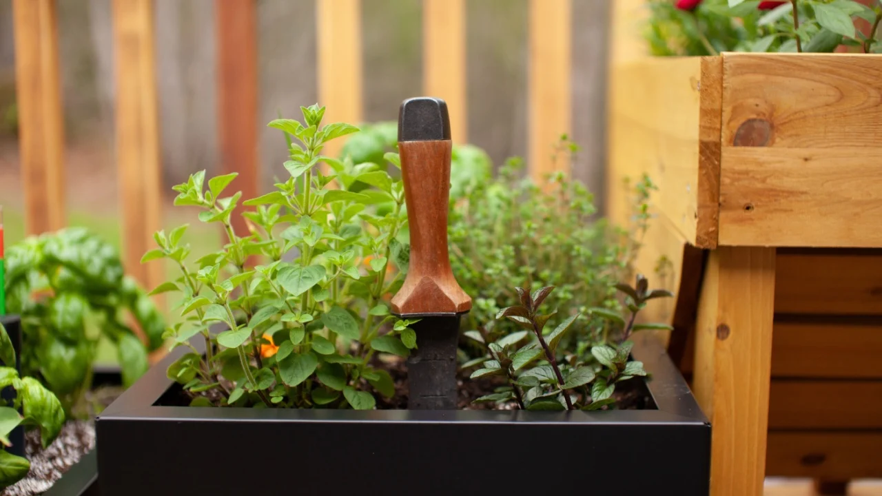 A hori-hori gardening tool can be used to help weeding, cutting roots, transplanting, removing plants, sod cutting, and splitting perennials. It's extremely handy and multipurpose.