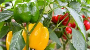 Varicoloured sweet peppers on a bush among green foliage. Organic farming concept.