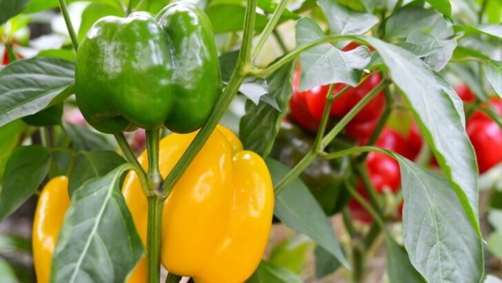 Ten Companion Plants Your Peppers Need For A Successful Growing Season