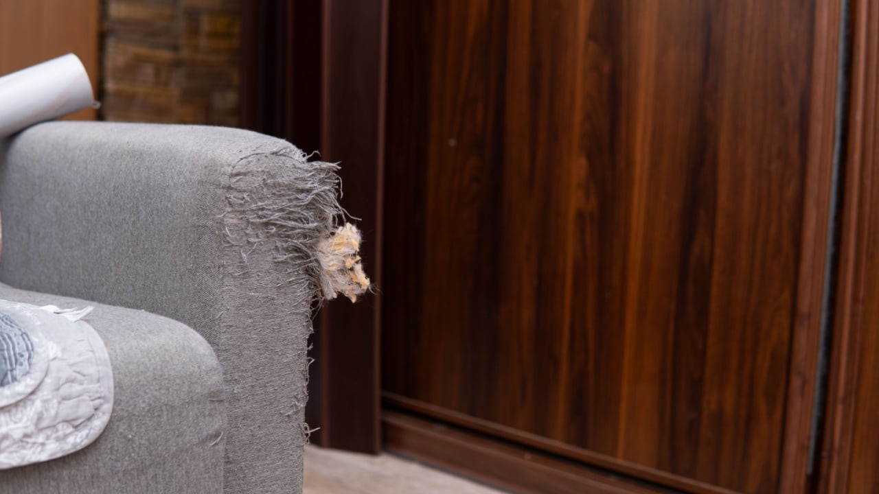 sofa scratched by a cat