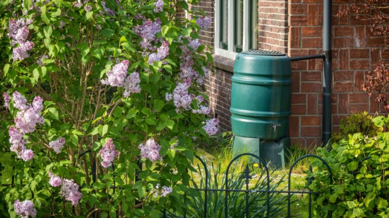 Rain barrel in the garden, rainwater harvesting and reusage