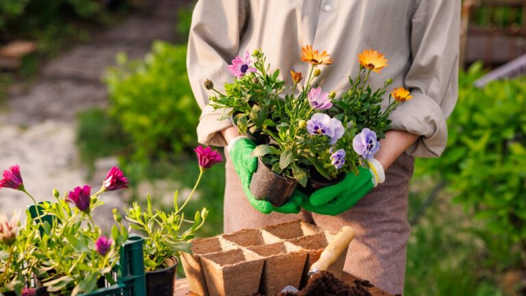 gardener plants flowers in the garden close-up, garden care, gardening concept