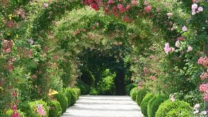 Rose Arch In the Garden