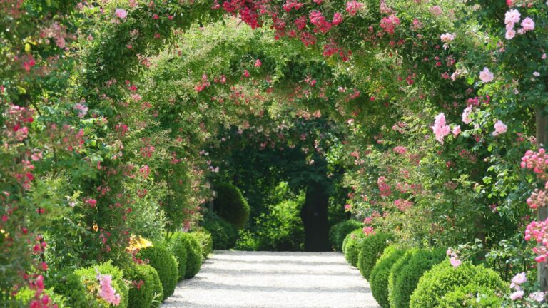 Rose Arch In the Garden