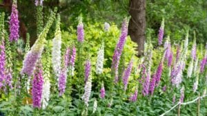 Pink foxglove flowers digitalis purpurea, on green background. Pink foxglove plant in the garden. Purple foxglove flowers in nature.