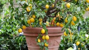 Potted lemon tree in an outdoor nursery. Gardening concept.