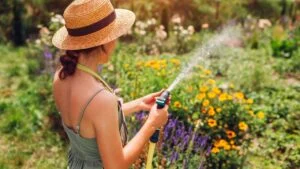 Back view of woman gardener in straw hat watering plants with hose pipe in summer garden setting water pressure. Taking care of flowers.