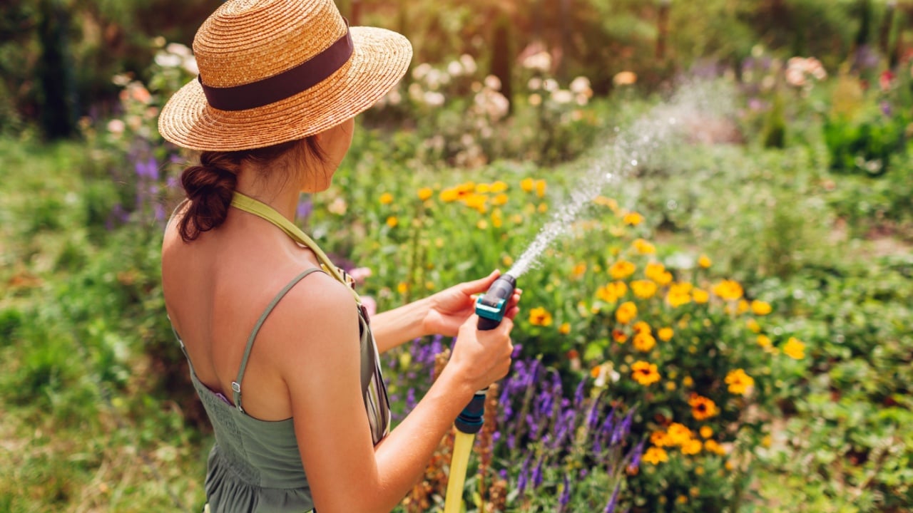 Back view of woman gardener in straw hat watering plants with hose pipe in summer garden setting water pressure. Taking care of flowers.