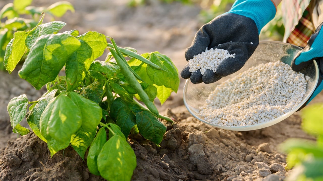 Close up of mineral fertilizers in hands, fertilizing beans legumes plant