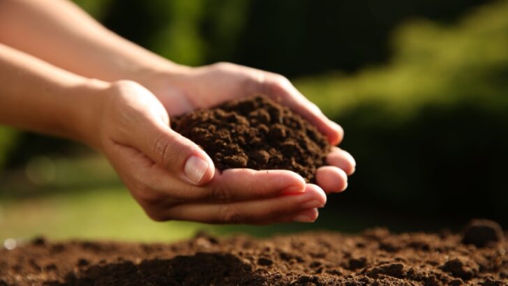 Stop Buying Fertilizer: 9 Plants That Improve Your Soil for Free