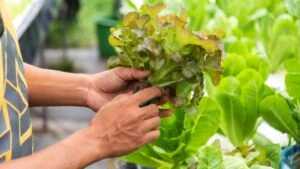 Hydroponic of lettuce farm growing in greenhouse for export to the market. Interior of the farm hydroponics. Vegetables farm in hydroponics.