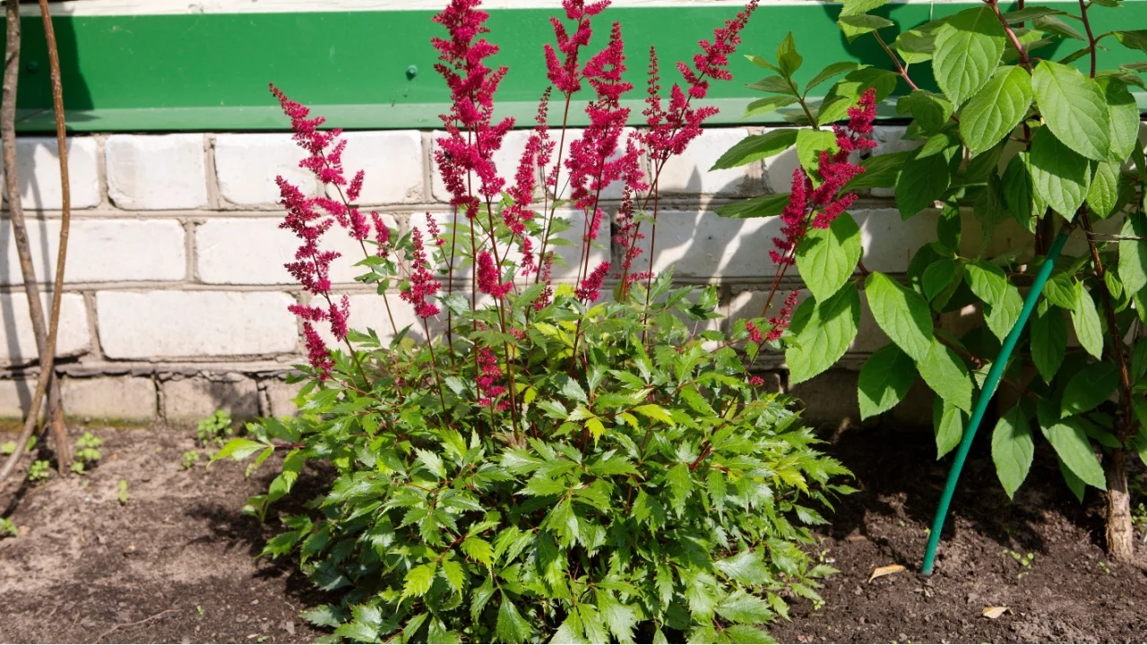 The flower is a red astilbe. The flowers are bright red, the leaves are glossy dark green.