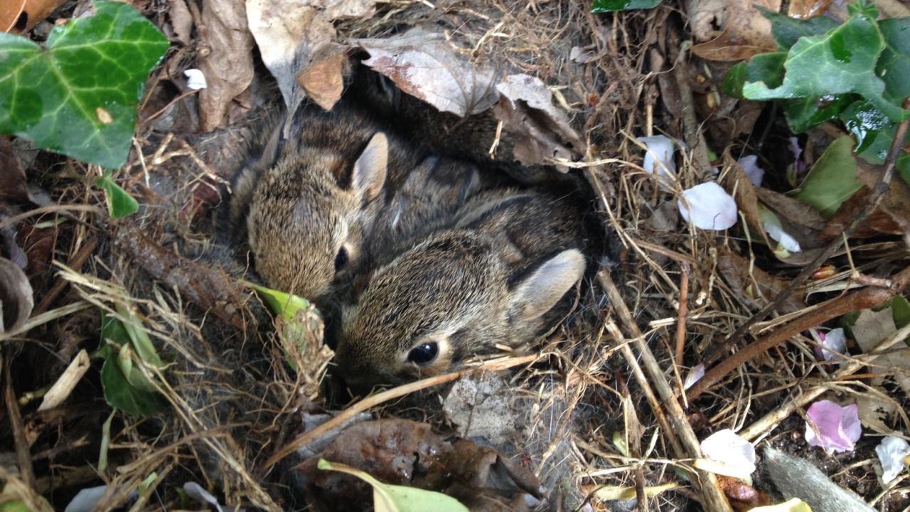 Cute Baby Bunny Rabbits Nest