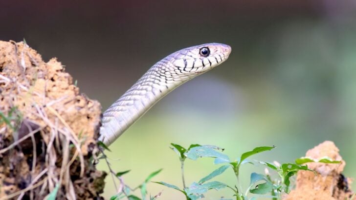 Never Do These 10 Things in Your Yard If You Want to Keep Snakes Away