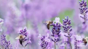 Honey bee pollinating lavender flowers. Plant decay with insects. Blurred summer background of lavender flowers with bees. Beautiful wallpaper. soft focus. Lavender Field