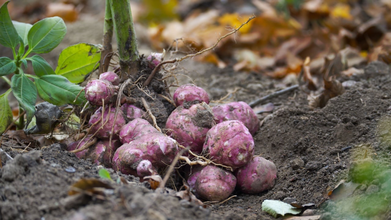 Freshly harvested Jerusalem artichokes showcasing their earthy texture and natural setting. The organic vegetables are surrounded by soil and green leaves highlighting sustainable agriculture practice